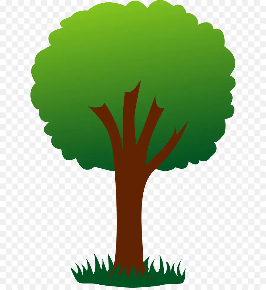 árvore，Pinheiro PNG