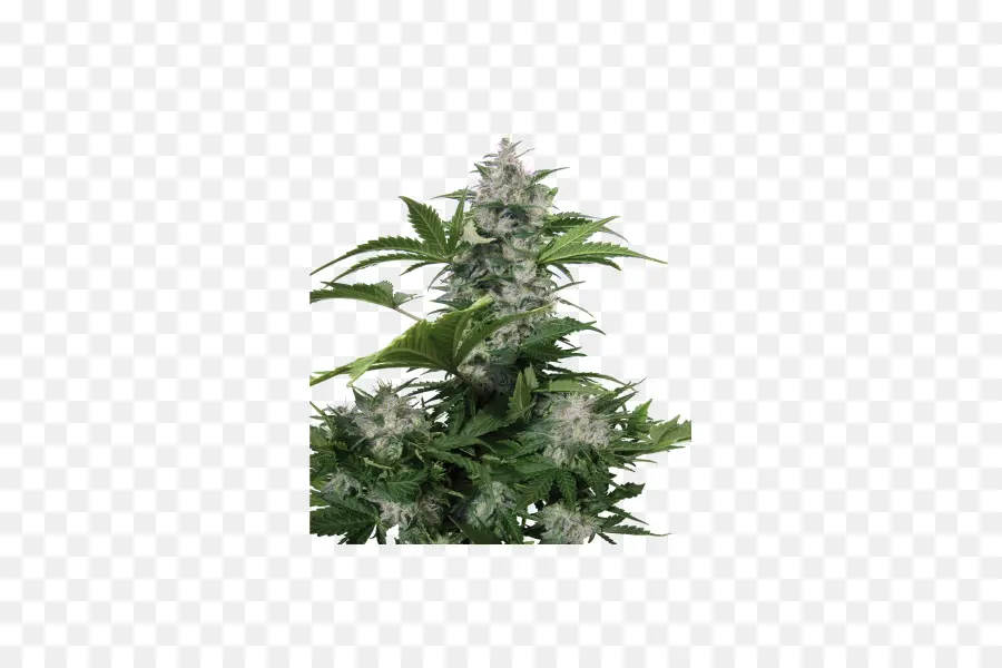 Autoflorescentes Cannabis，Semente PNG