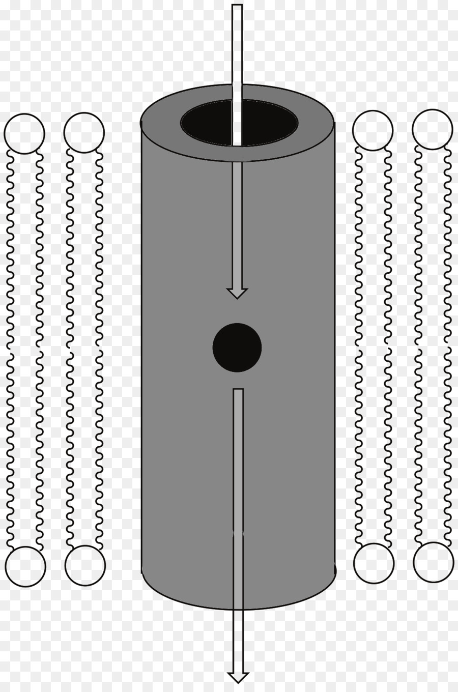 Membrana Celular，Ionophore PNG