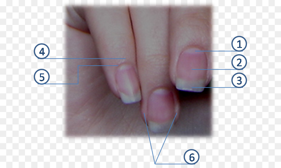 Nail，Lunula PNG