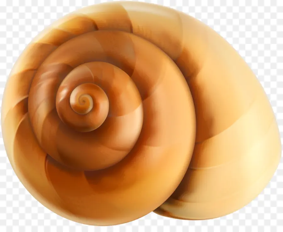 Seashell，Gastrópode Shell PNG