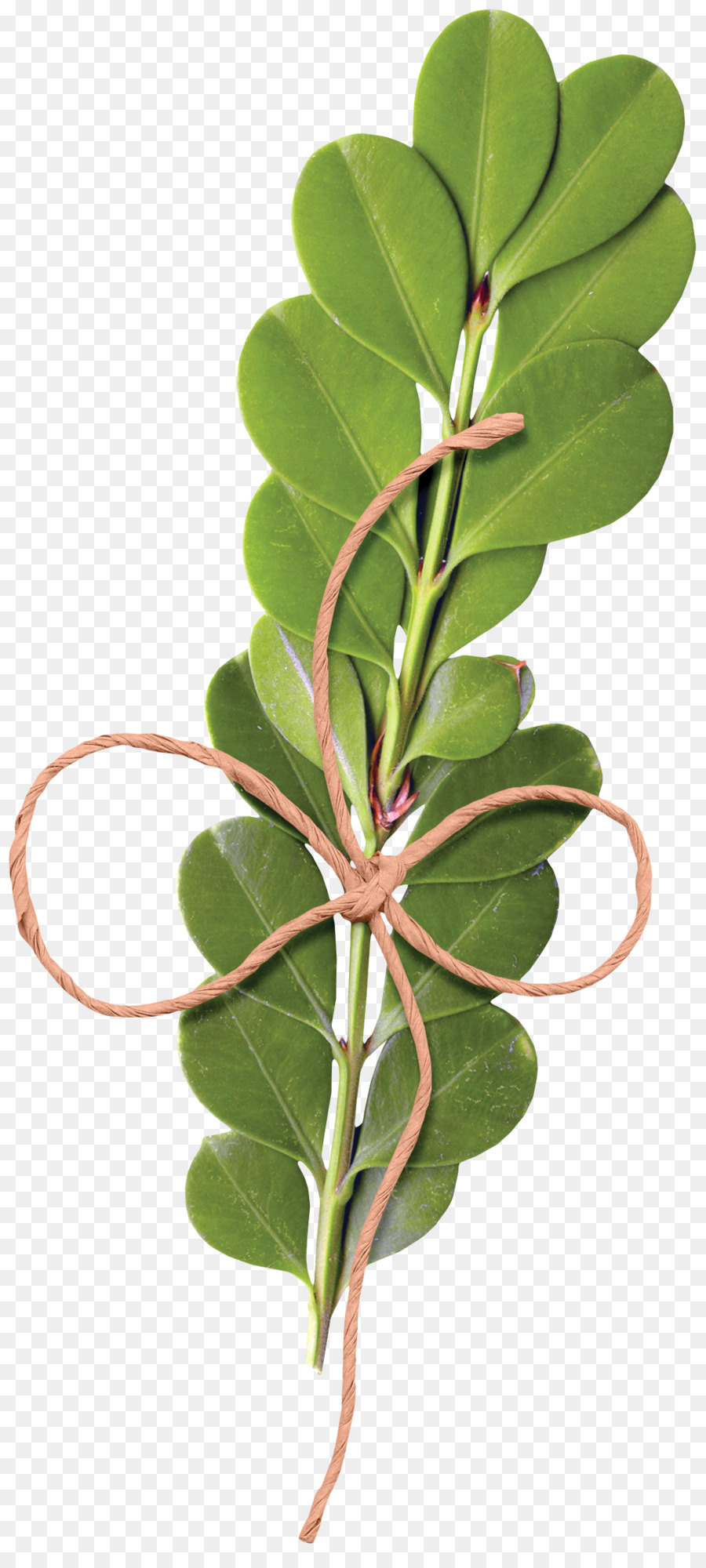 Videira，Planta PNG