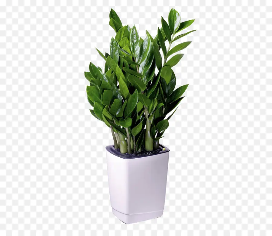 Planta De Casa，Flowerpot PNG