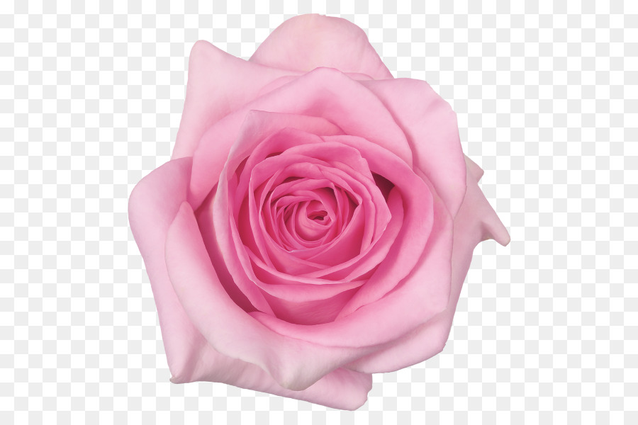 Rosa Pêssego，Florescer PNG