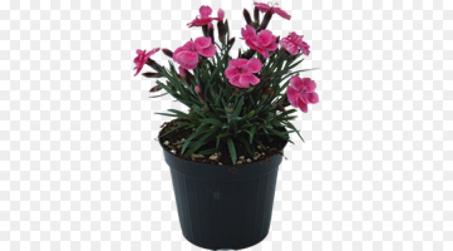 Cor De Rosa，Flowerpot PNG