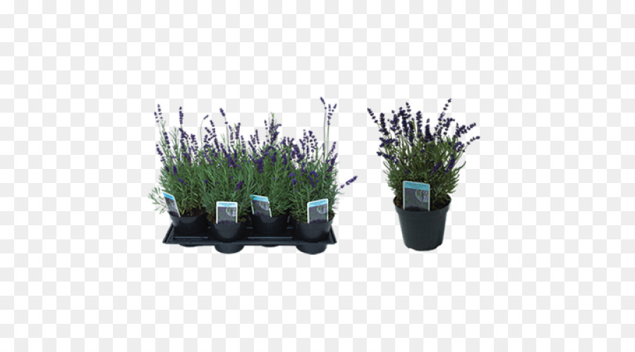 Inglês Lavanda，Lavanda PNG