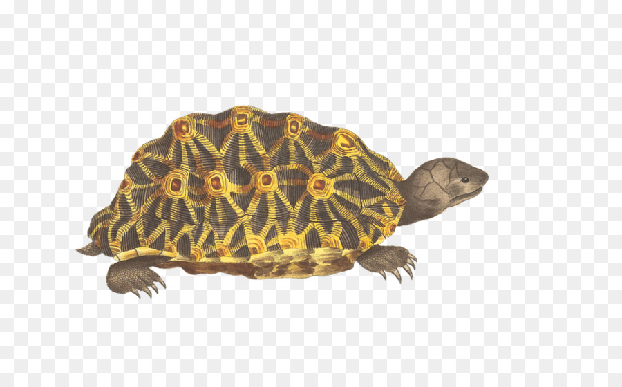 Tartaruga，Répteis PNG