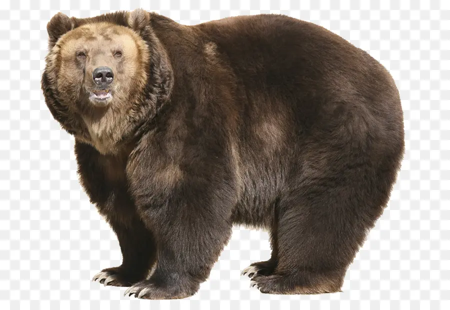 Urso，Grizzly Bear PNG