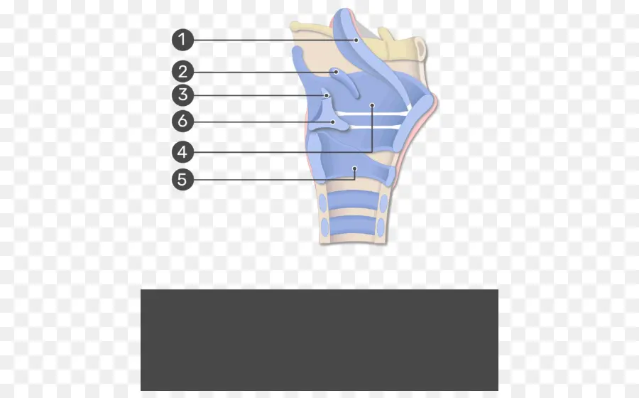 Diagrama De Anatomia Da Mão，Anatomia PNG