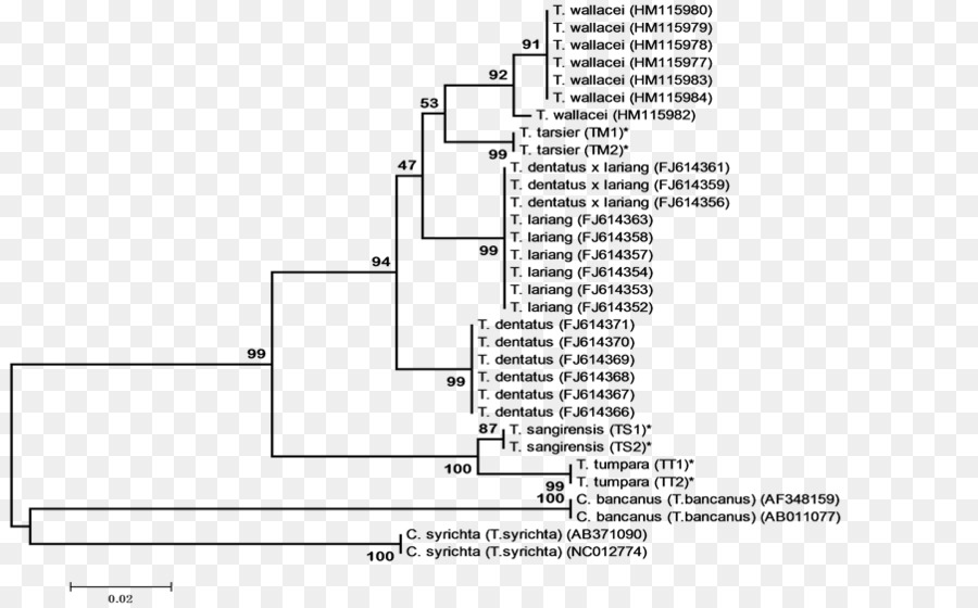 Árvore Filogenética，Evolução PNG