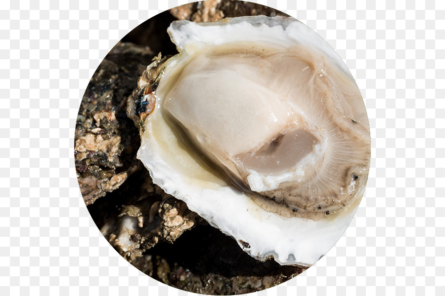 Ostras，Clam PNG