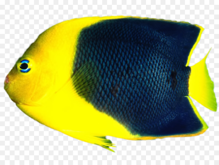 Peixe，Aquático PNG