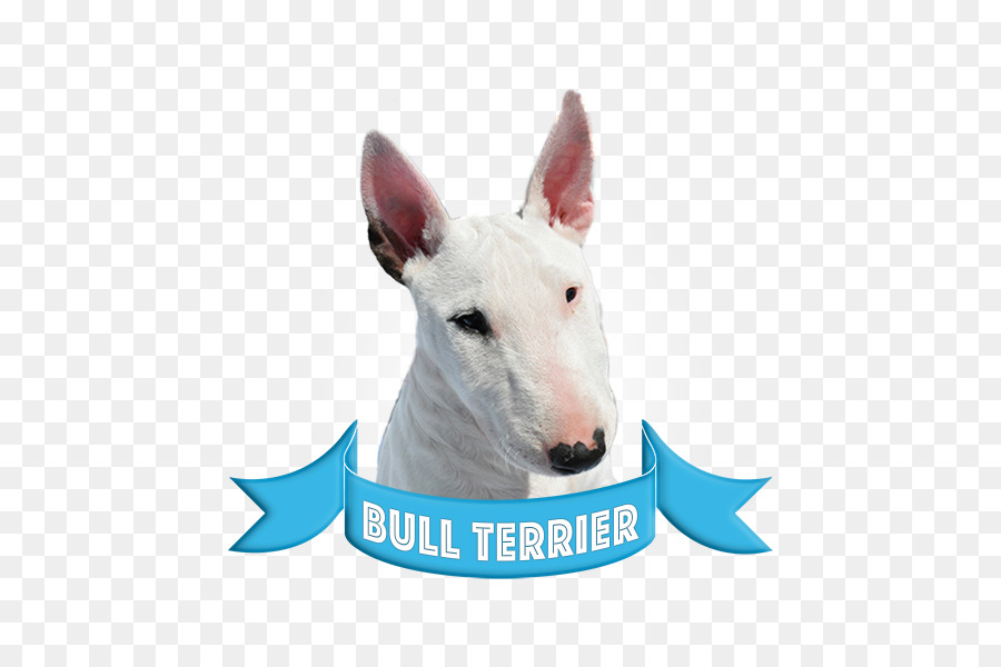 Bull Terrier，American Pit Bull Terrier PNG