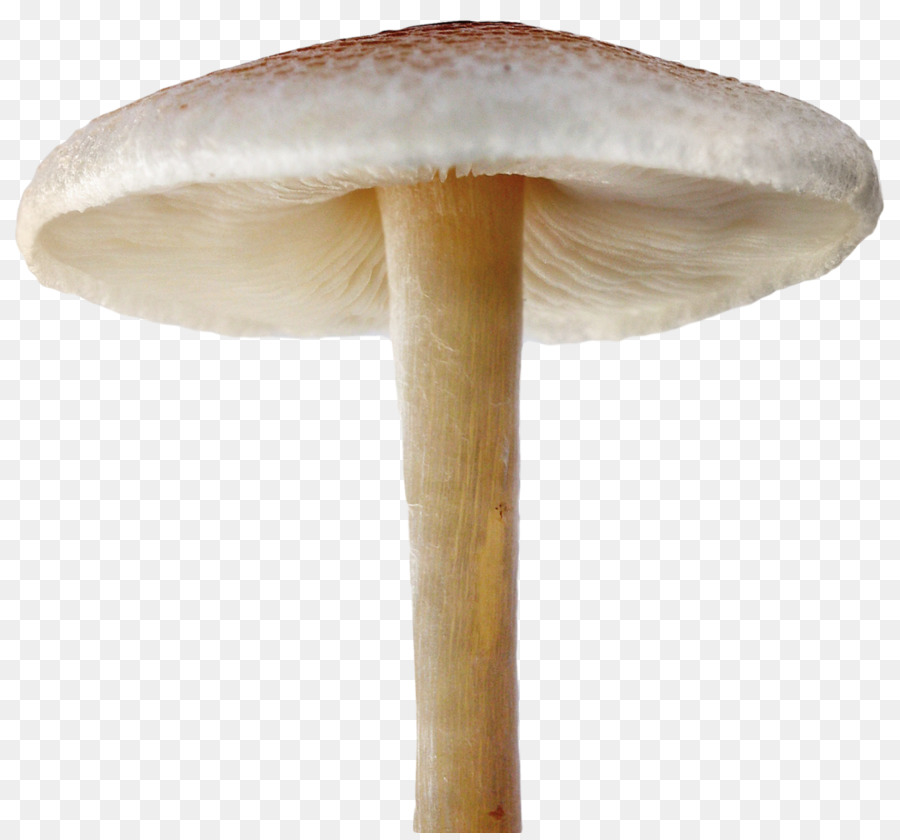 Cogumelos，Fungos PNG