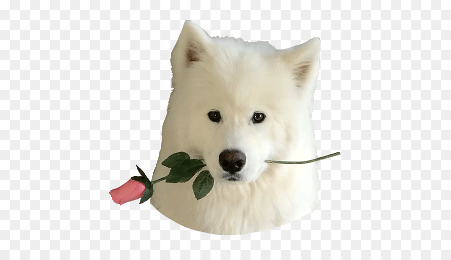 Samoyed Cão，Raça Do Cão PNG