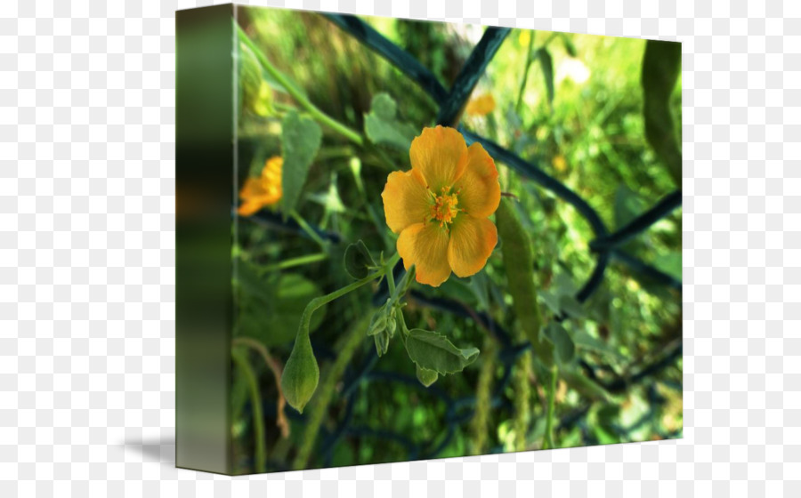 Flores Silvestres，Amarelo PNG