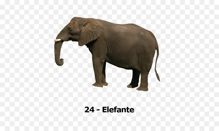 Elefante，Animais Selvagens PNG