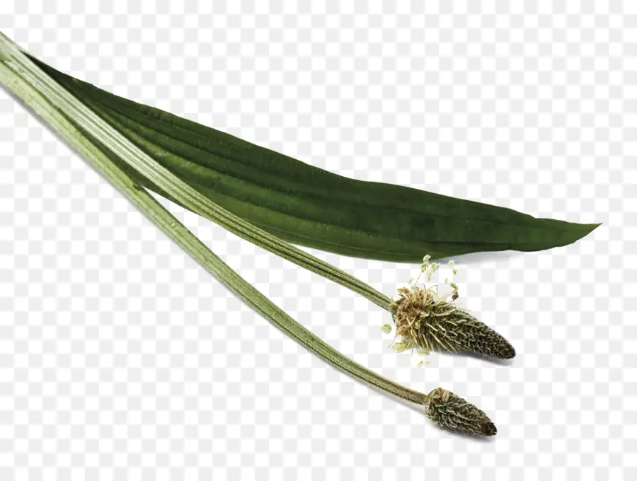 Ribwort Banana Da Terra，Folha PNG