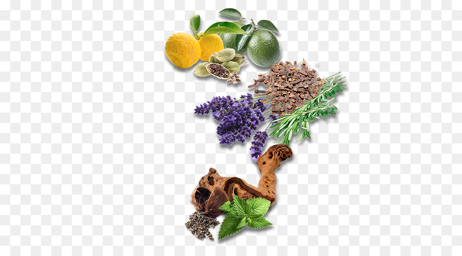 Inglês Lavanda，Erva PNG