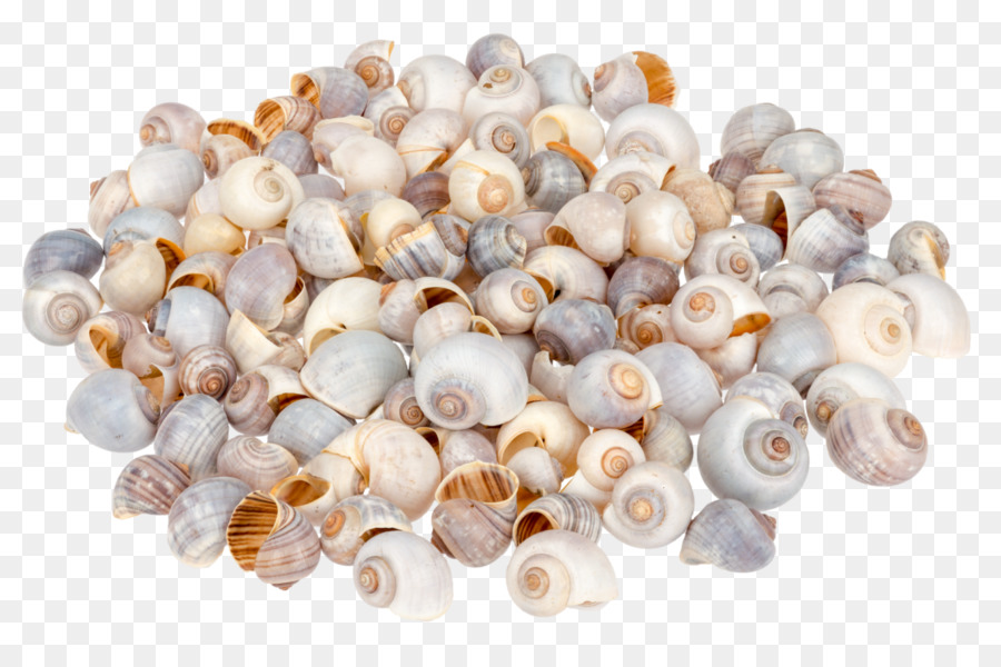 Pila，Seashell PNG