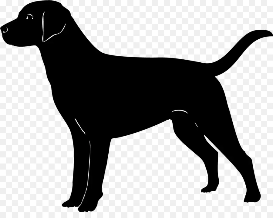 Labrador Retriever，Golden Retriever PNG