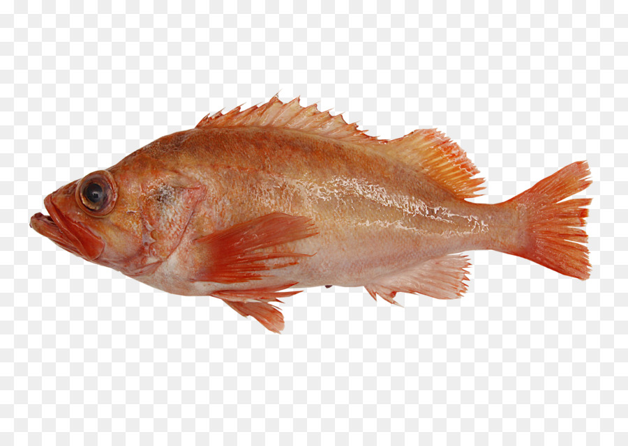 Peixe，Aquático PNG