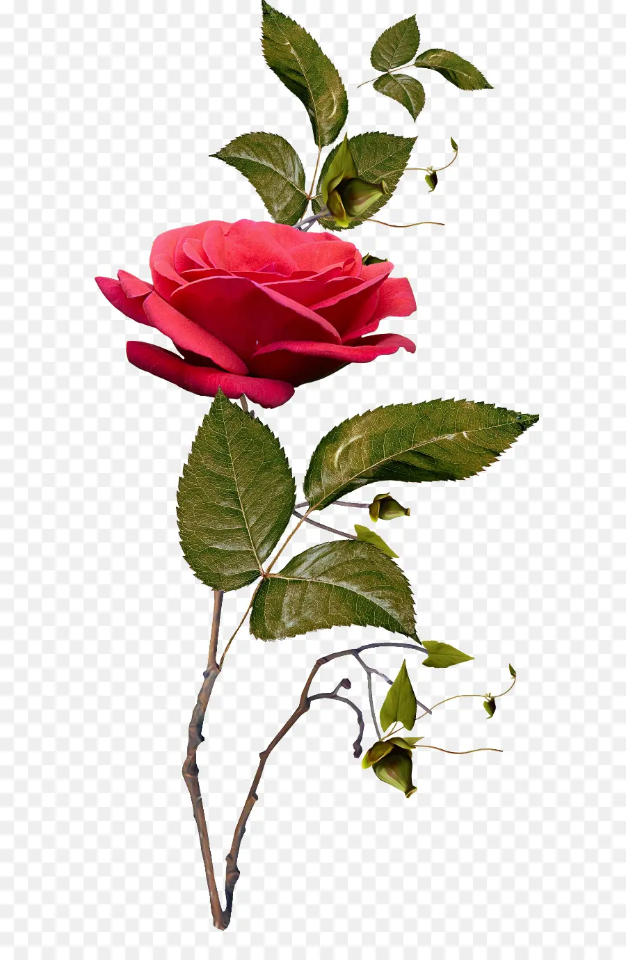 Rosa Azul，Rosa PNG