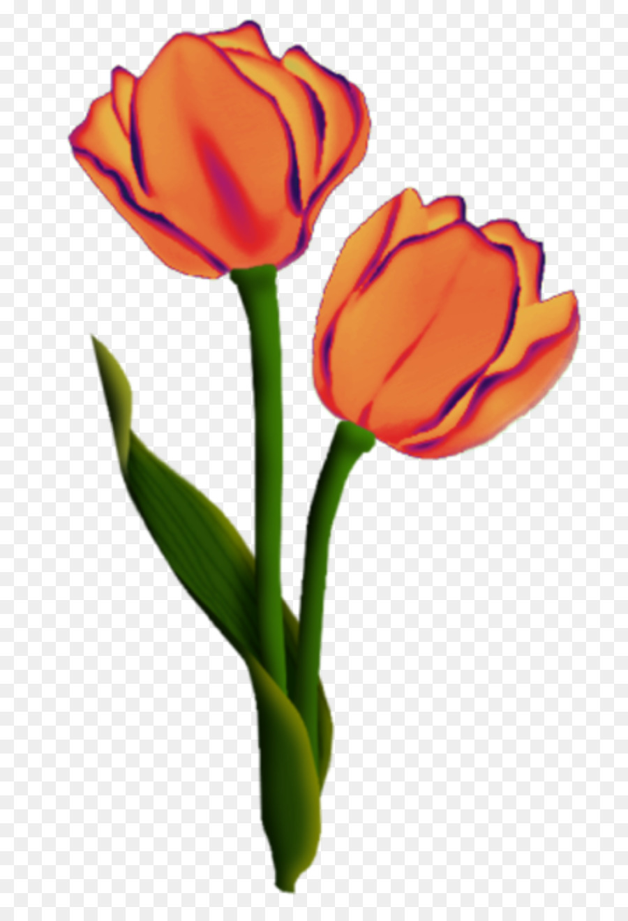 Tulip，Flores De Corte PNG