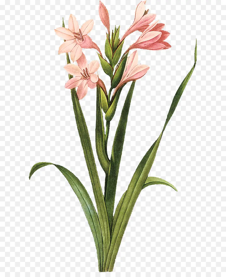 Gladiolus，Botânico Ilustração PNG