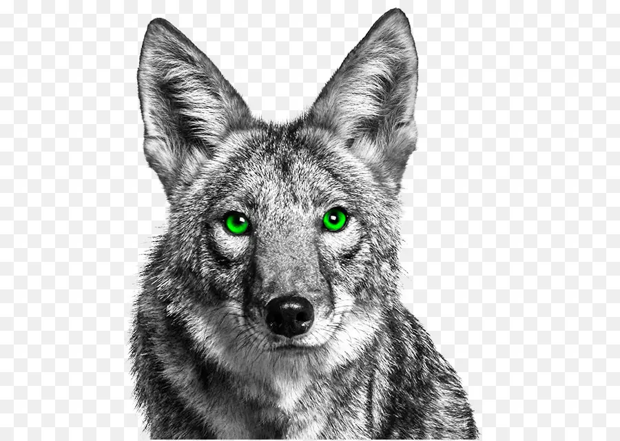 Lobo，Olhos Verdes PNG