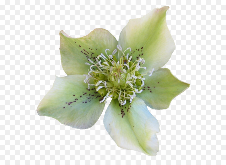 Flor，Helleborus Odorus PNG