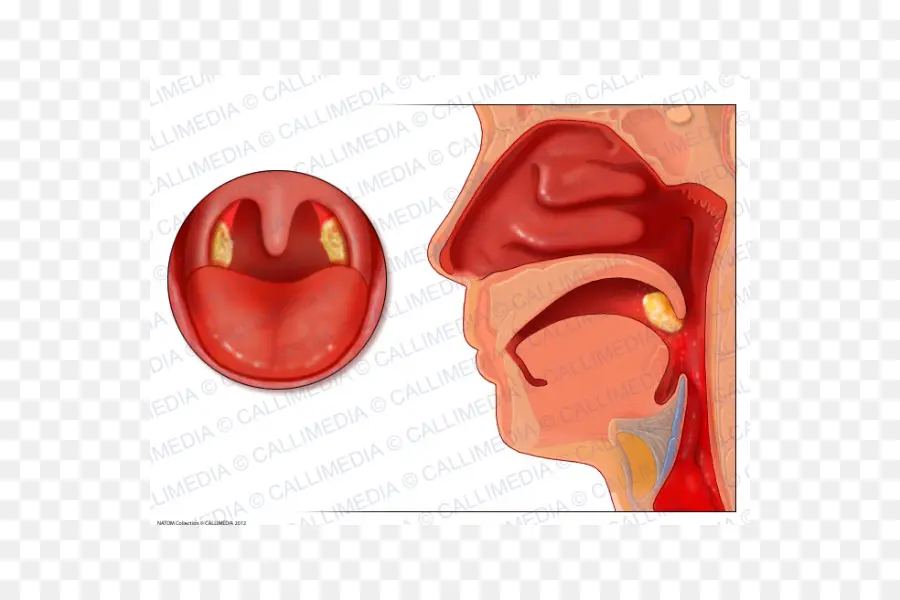 Anatomia Da Garganta，Garganta PNG