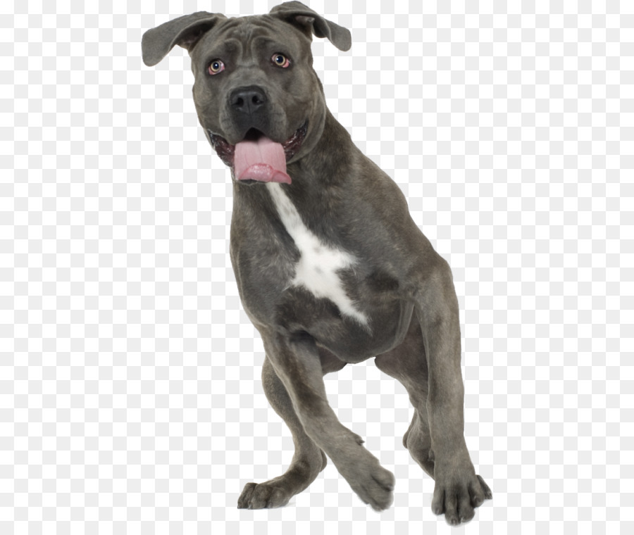 Cachorro，Cinza PNG