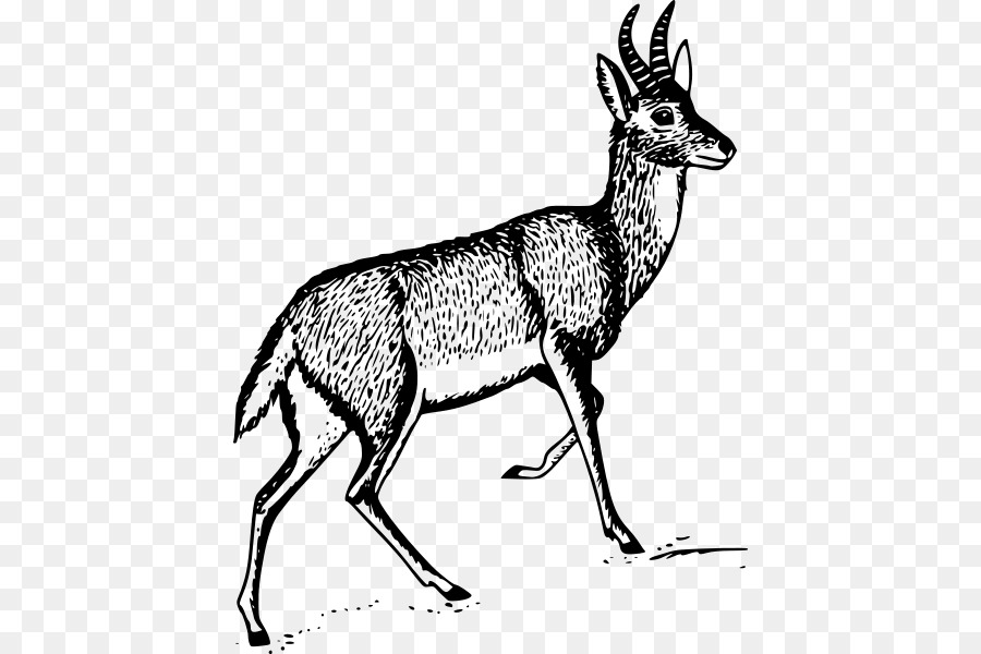 Antelope，Veado PNG