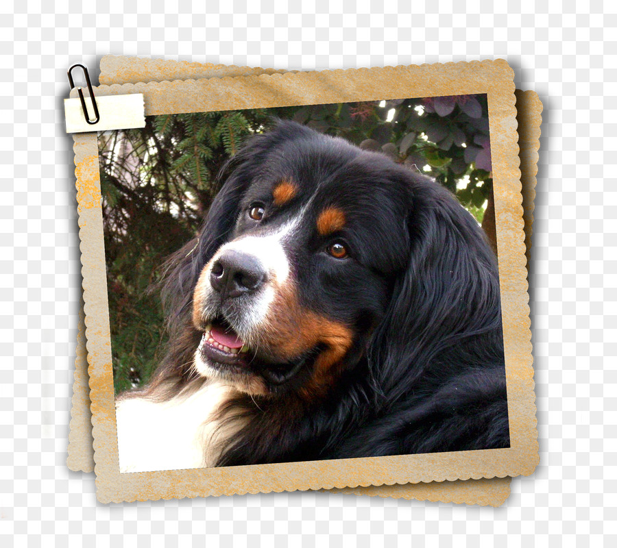 Raça Do Cão，Bernese Mountain Dog PNG