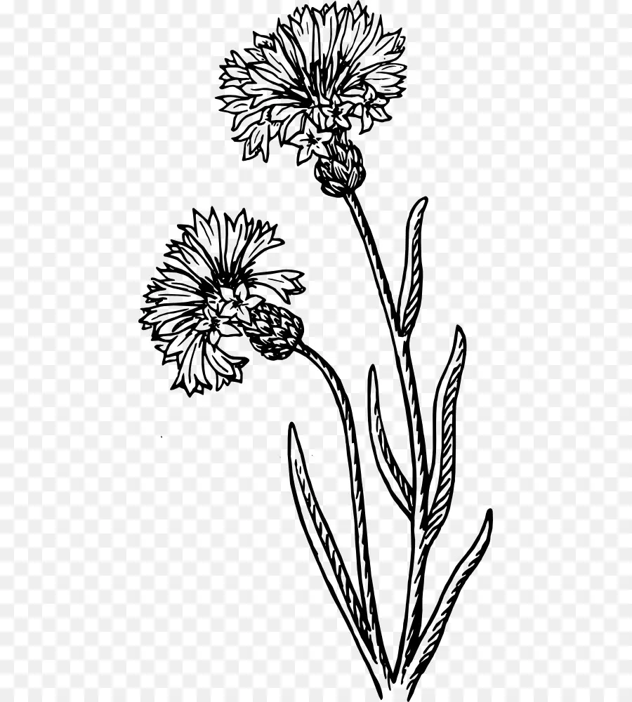 Cornflower，Desenho PNG