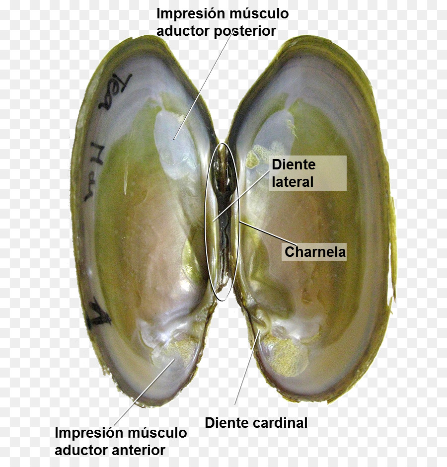 Clam，Mexilhão PNG