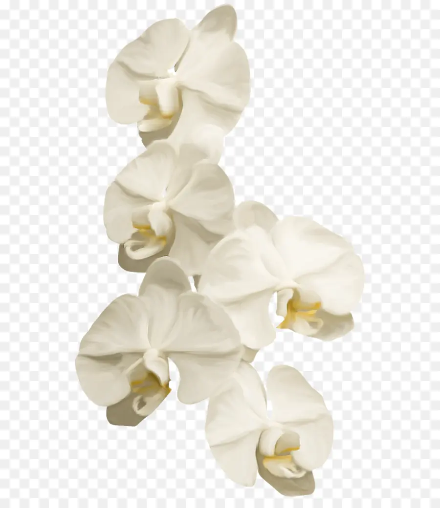 Orquídea Branca，Florescer PNG