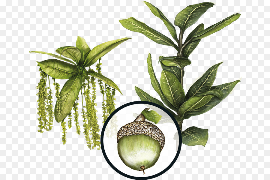 Plantas，Folhas PNG