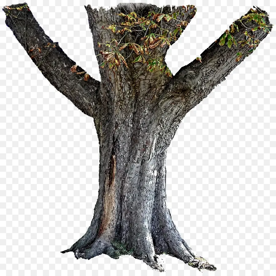 Tronco，árvore PNG