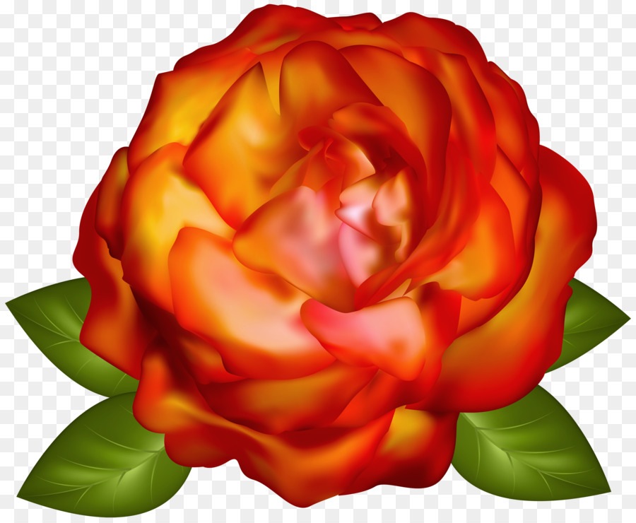 Flor Rosa，Florescer PNG