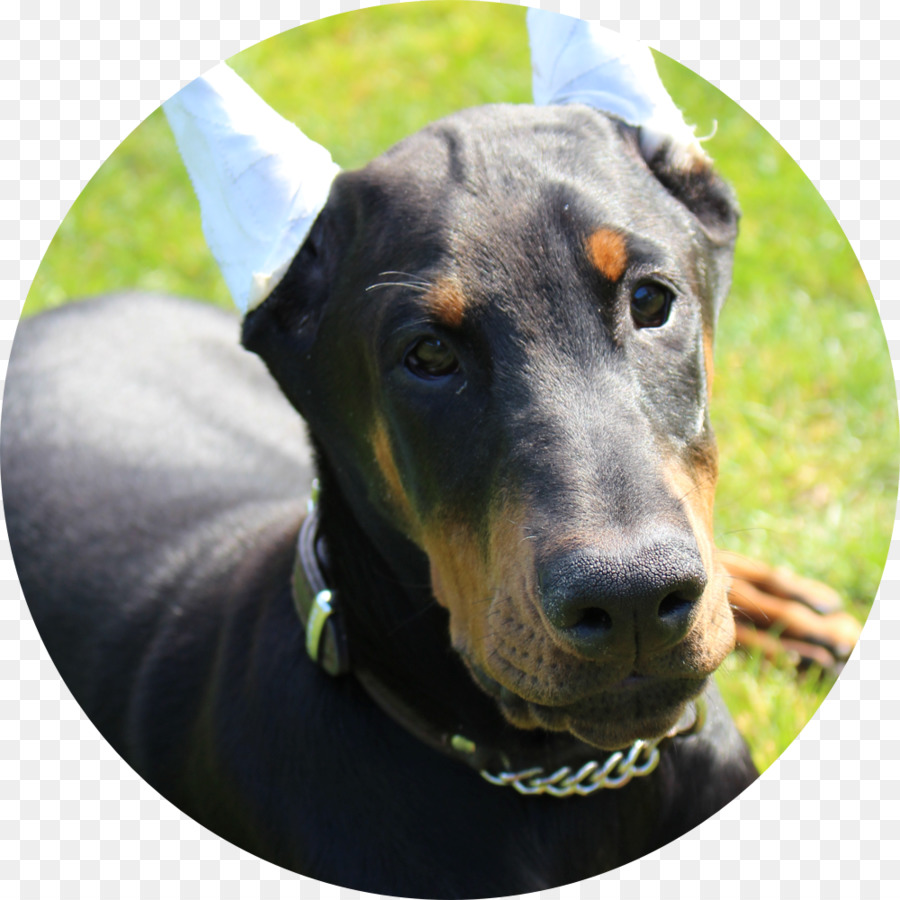 Dobermann，Alemão Pinscher PNG