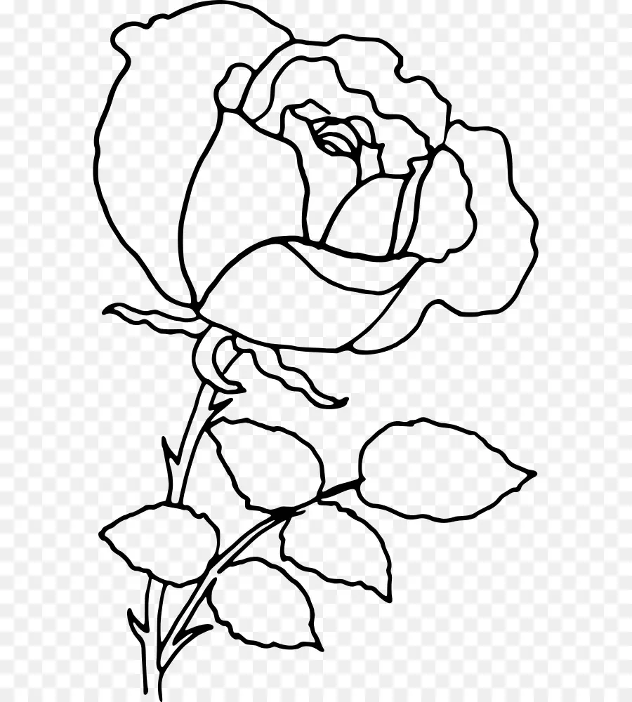 Rosa，Desenho PNG