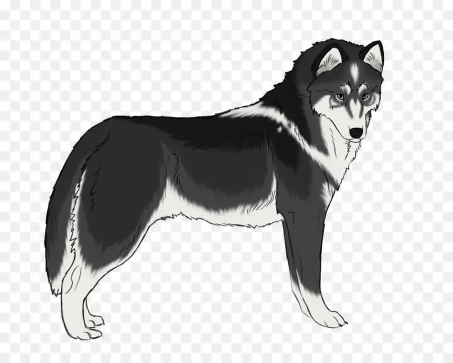 Cachorro Preto E Branco，Rouco PNG