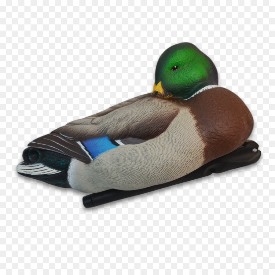 Pato Real，Pato PNG