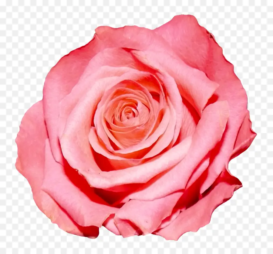 Rosa，Flores Cor De Rosa PNG