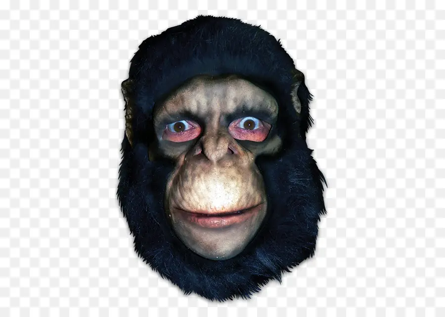 Chimpanzé Comum，Gorila PNG