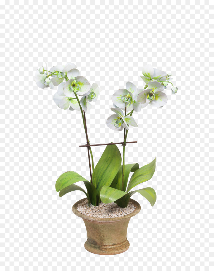 Planta Orquídea，Flor PNG