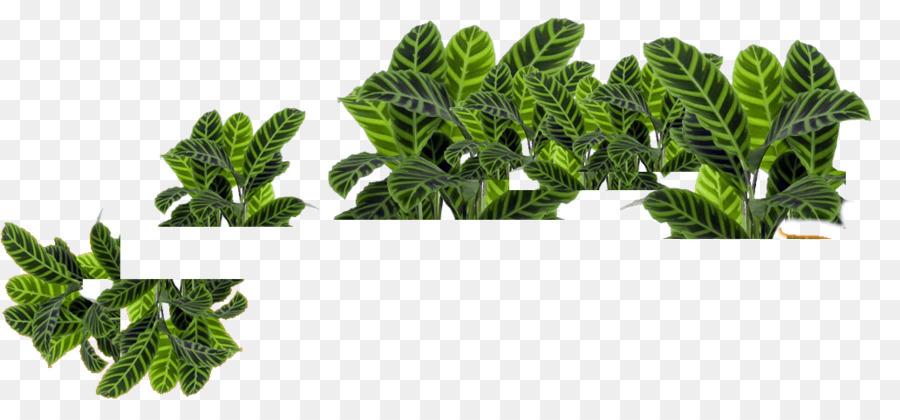 Planta，Espinafre PNG