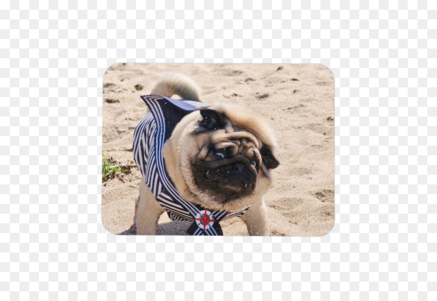 Pug，Raça Do Cão PNG